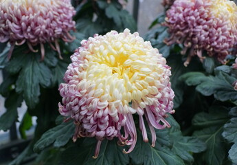 Light purple and yellow color of spider mum 'Evening Glow' flower