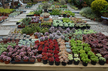 Various Type of Succulent Flower in flower market.  Miniature succulent plants background.