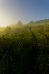 Fototapeta na wymiar misty morning in the field