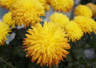 The yellow color of decorative mum 'Western Bushfire' flower