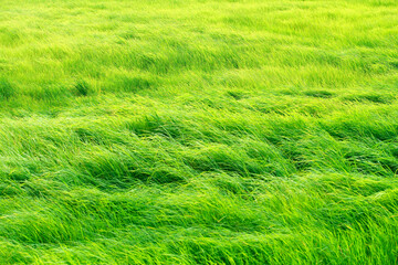 Green Meadow