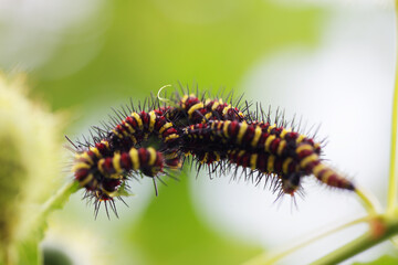 caterpillar eating green plant