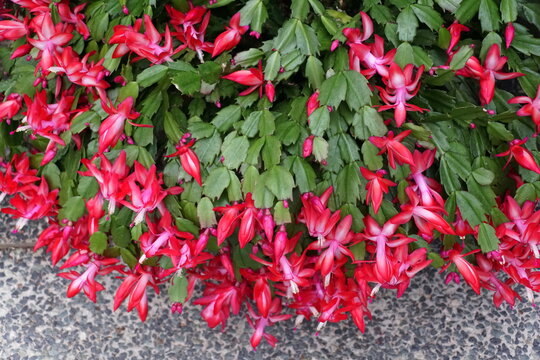 Red flowers of Thanksgiving Cactus 'Thor Carmen'