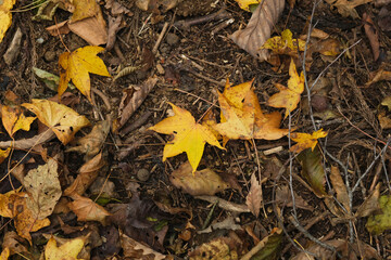 山の紅葉。Orange color leaves in a mountain area, autumn time Japan