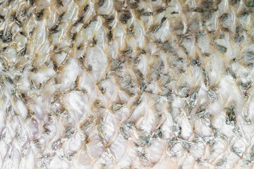 texture for barramundi or seabass fish ,abstract background
