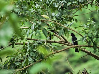 bird on a branch sitting and waiting