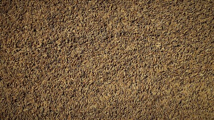 Rice paddy, farmer, harvest paddy, golden yellow paddy in farmer hand