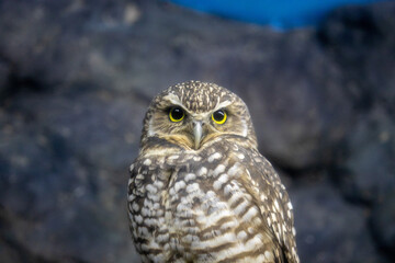 Owl stare down