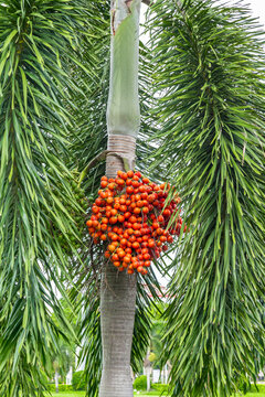 Areca catechu (Areca nut palm, Betel Nuts) All bunch into large clustered, hanging down.