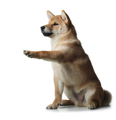 three month old shiba inu puppy. dog on a white background. gives paw. Pet in the studio