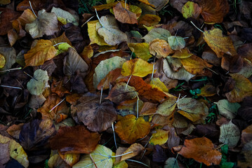 Yellow nature plant texture
