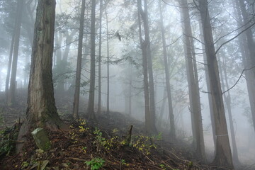 霧の森。misty foggy forest, autumn time Japan