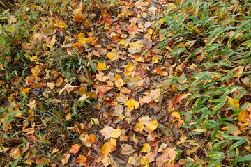 山の紅葉。Orange color leaves in a mountain area, autumn time Japan