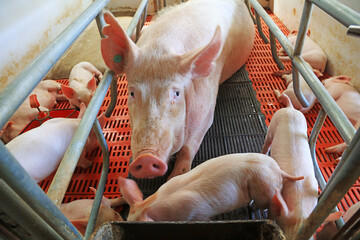 Sows and piglets in farms © YuanGeng