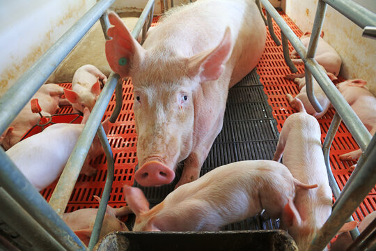 Sows and piglets in farms