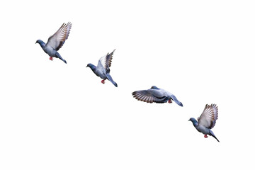 Close up Rock Pigeon Flying in The Air Isolated on White Background