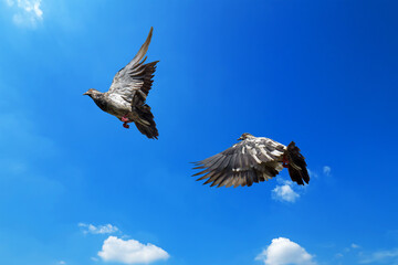 Fototapeta premium Closeup Rock Pigeon Flying in The Air Isolated on Blue Sky