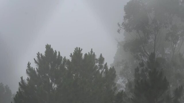 &aacute;rvores balan&ccedil;ando ao vento com neblina