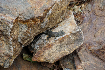 Lizard resting on some rocks