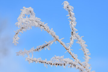 Hoarfrost on the branches of a small tree