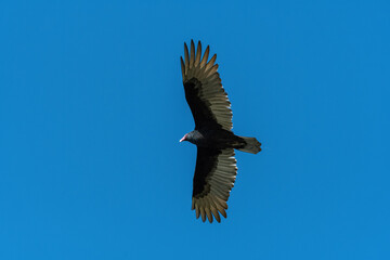 Turkey Vulture soaring overhead with wings spread wide