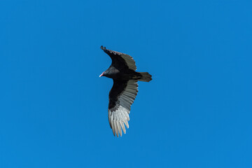 Turkey Vulture flapping its powerful wings as it flies overhead