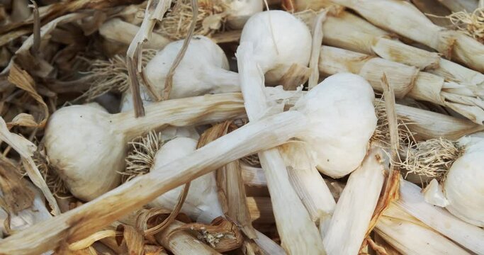 Harvested garlic in rural Croatia