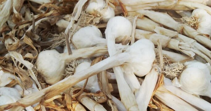 Harvested garlic in rural Croatia