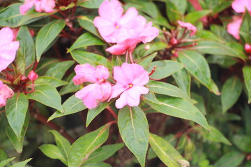 pink rose bush