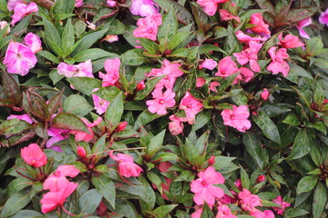 pink flowers in the garden
