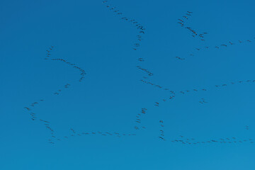 Formation of Snow Geese soaring overhead through a blue sky