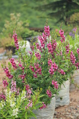 flowers in the garden