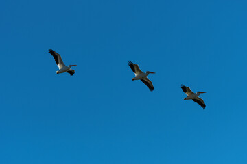 Group of White Pelicans soaring high overhead in a blue sky