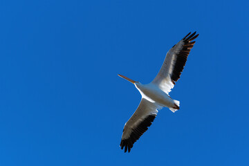 White Pelican soaring overhead through clear blue sky