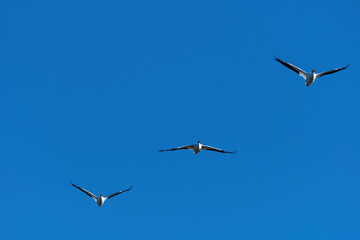 Trio of White Pelicans flying gracefully through the sky