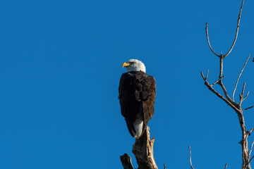 Bald Eagle looking off to the side from its treetop perch