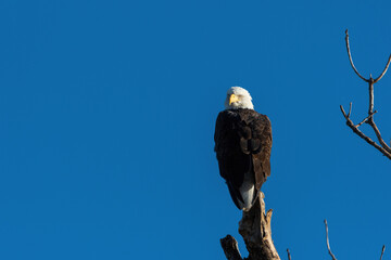 Bald Eagle looking over its shoulder from its treetop perch
