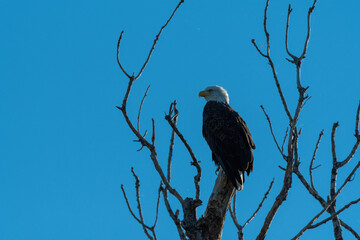 Profile of a Bald Eagle perched in the top of a dead tree