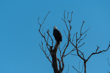 Bald Eagle perched high in the top of a dead tree