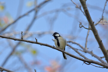 Naklejka premium し