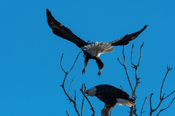 Bald Eagle coming in for a landing by its mate