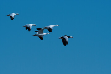 Obraz premium Five Snow Geese flying overhead in a clear blue sky