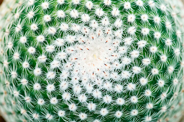 spiral cactus spike