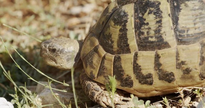 The close-up view of Hermann's tortoise from Vrana Lake Nature Park, Croatia