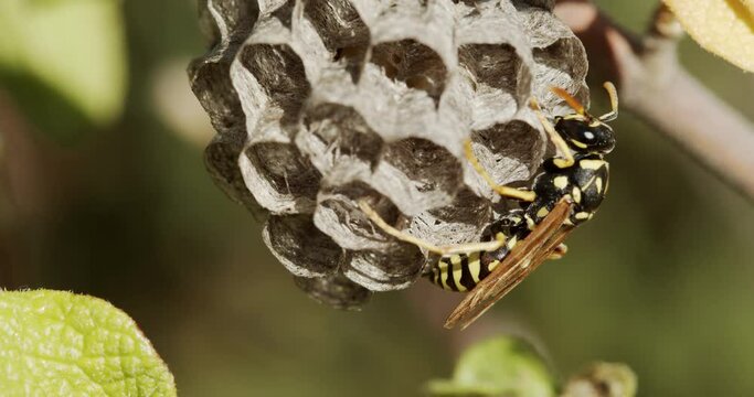 Paper wasp building the nest, Vrana Lake Nature Park, Croatia