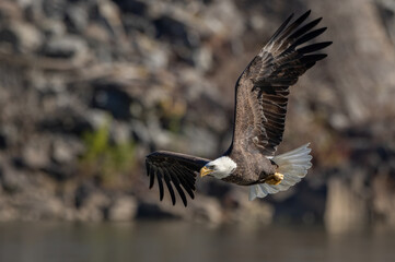 Fototapeta premium Bald eagle in flight 
