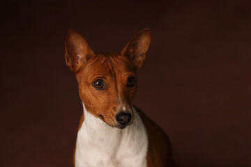 Portrait of a red Basenji. Basenji Kongo Terrier Dog.