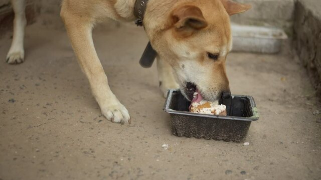 guard dog on a chain eating a piece of cake outdoors