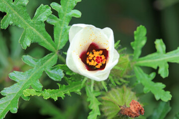Flower of wild watermelon seedling of Malvaceae