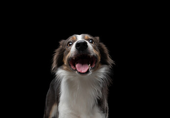 border collie funny portrait with tongue. happy dog in studio on black background. 